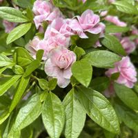 アザレア,植中毒,GS映え,チーム新潟,庭の画像