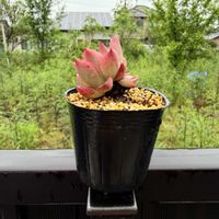 多肉植物,エケベリア属の画像