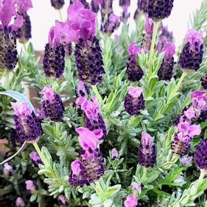 地植え,かわいいな♡,大好きなお花,成長が楽しみ,お花好きの画像