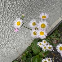 ヒメジョオンの画像