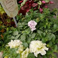 ヒポエステス,八重咲きペチュニア　パニエ,薔薇アンジェラ,ペチュニア♡,Juneの会の画像