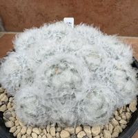 ハオルチア,多肉植物,ユーフォルビア,agave,アロエ属の画像