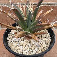 ハオルチア,多肉植物,ユーフォルビア,agave,アロエ属の画像