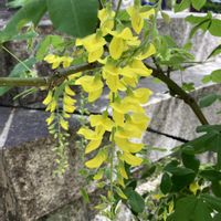 キングサリ,フジ,藤の花,キバナフジ,今日のお花の画像