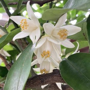 柚子,地植え,ガーデニング,白い花,花のある暮らしの画像