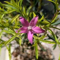 サザンクロス,かわぃぃ。,星に願いを,幸せな時間,大切な記念のお花の画像