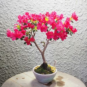 盆栽,小品盆栽,山野草,バルコニー/ベランダの画像