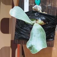 ビカクシダ,エレファントティス,成長記録の画像