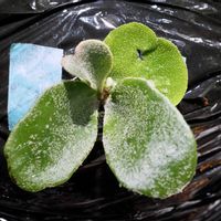 ビカクシダ,成長記録,フーンシキの画像