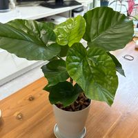 ウンベラータ,フィカス　ウンベラータ,観葉植物,グリーンのある暮らし,リビング・ダイニングの画像
