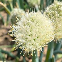 ネギ,葱,野菜の花の画像