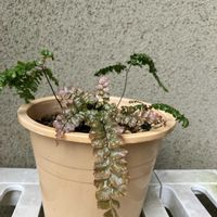 アジアンタム,アジアンタム　プベッセンス,アジアンタム　プベッセンス,観葉植物,葉っぱ好きの画像