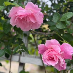 ばら バラ 薔薇,フェンス,庭の画像