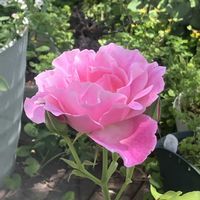 シラユキゲシ,バラ,フジ,アイスバーグ,薔薇 スパニッシュ・ビューティの画像