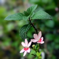 ヒメヒオウギ,ヒメヒオウギ,ヘリオトロープ,ヘリオトロープ,花のある暮らし♡の画像