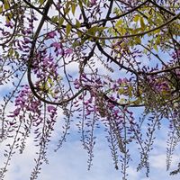 ケヤキ,フジ,フジ,藤の花,藤の花の画像