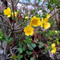 アボカド,散歩,黄色い花,つぶやき,北海道の画像