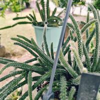 サボテン,リプサリス,リプサリス ホリダ,アポロカクタス  マルソニー,観葉植物の画像