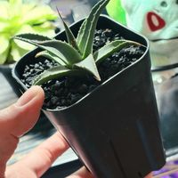 アガベ,アガベ・ユタエンシス・ エボリスピナ,多肉植物,観葉植物の画像