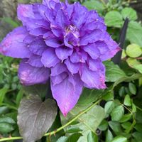 クレマチス,スイカズラ,かわいいな♡,花のある暮らし,お花が好き♡の画像