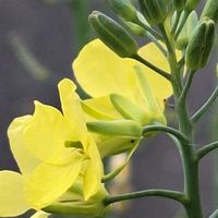 ブロッコリー,種取り,うちの個の画像