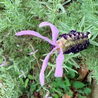 フレンチラベンダーの画像