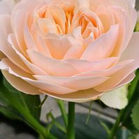 アブチロン,マーガレット,クレマチス  ろうぐち　篭口,ボランティア花壇,挿し木した薔薇の画像