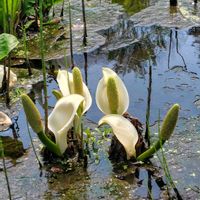 ミズバショウ,GSに感謝。,植物観察,植物散策,日光植物園の画像