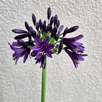 アガパンサス,球根,球根植物,花のある暮らし,園芸男子の画像