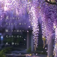 フジ,フジ,床の間の生け花,今日雨が降ったり止んだり,今日の お花の画像