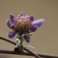 アケビ,アケビ,山桜,山藤,山藤の画像