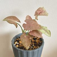 シンゴニウム,シンゴニウム ネオン,観葉植物,植え替え,ダイソー産の画像