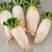 大根,ミニ大根,プランター野菜,家庭菜園奮闘日記,家庭菜園の画像
