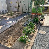 夏野菜,にわ,プチ家庭菜園,家庭菜園奮闘日記,家庭菜園の画像