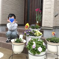 アゲラタム,ニチニチソウ,スターティアラ,鉢植え,初心者の画像
