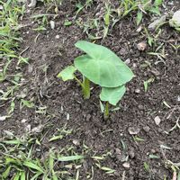 サトイモ,芽が出た！,獲り損ね,家庭菜園の画像