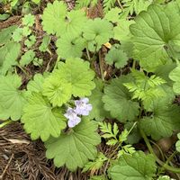 カキドオシの画像