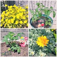 ガザニア,ミニトマト,メカルドニア,あまたん,メカルドニア  ゴールドダストの画像