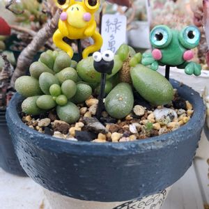 緑亀の卵,ユーカリポリアンセモス,ミモザ（銀葉アカシア）,ヒアリナ アウアルルコ,ブラックサバスの画像