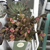 桜吹雪,月兎耳,多肉植物,多肉中毒,ベランダ多肉の画像
