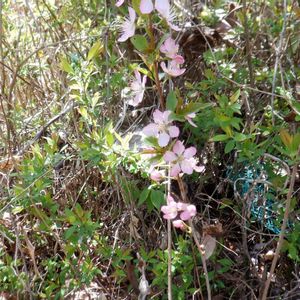ニワウメ,植栽の画像
