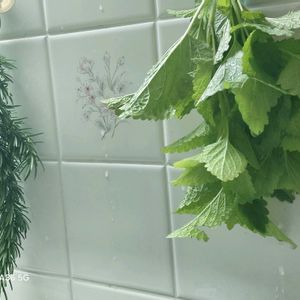 ハーブのある暮らし,ネコと植物,優しい時間,❤️ありがとうございます❤️,里山のハーブ畑の画像