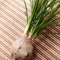 ノリナ,トックリラン(ポニーテール),トックリラン(ノリナ),コーデックス,塊根植物(コーデックス)の画像