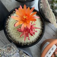 サボテン,赤い花,お花,トゲトゲの画像