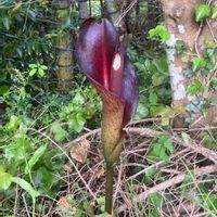 コンニャクの画像