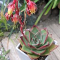 エボニー×ロンギシマ,多肉植物,エケベリア属,多肉植物の花,多肉植物の紅葉の画像