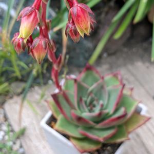 エボニー×ロンギシマ,多肉植物,エケベリア属,多肉植物の花,多肉植物の紅葉の画像