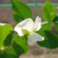 アヤメ,ジャガイモ,トマト,ピーマン,スナップエンドウの画像