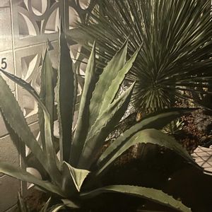 アガベ アメリカーナ,ユッカ（青年の木）,ユッカ（青年の木）,ユッカ　ロストラータ　ブルーサンダー,ユッカ　ロストラータ　ブルーサンダーの画像