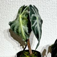 アロカシア,アロカシア・ヴェノムの画像